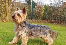 Teme possa fare del male al figlio e lancia il cagnolino del vicino nel vuoto: morto l’animale