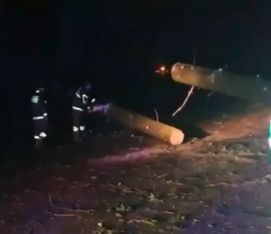 Maltempo in Calabria, albero crolla sulla carreggiata e colpisce un’auto: un ferito