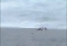 Cadavere in avanzato stato di decomposizione rinvenuto sulla spiaggia