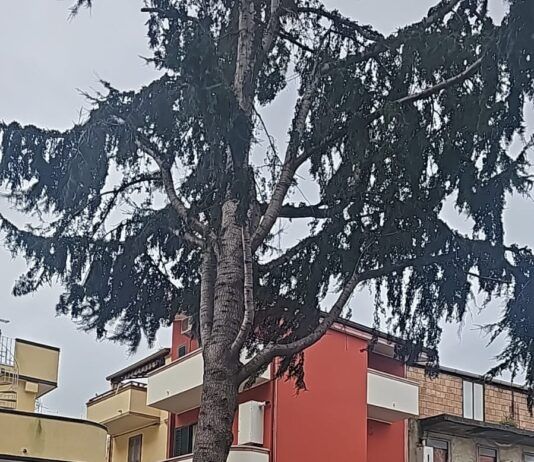 Maltempo nel reggino – scuole chiuse, alberi caduti e voli dirottati