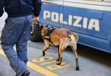 Operazione antidroga: cinque arresti per traffico di stupefacenti legato alla criminalità organizzata