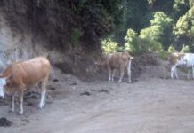 Contrasto al Pascolo Abusivo nel Parco Nazionale dell’Aspromonte: Controlli, Sicurezza Stradale e Tutela Ambientale