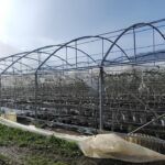 Maltempo in Calabria: Coldiretti segnala gravi danni alle aziende agricole