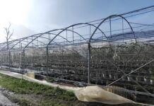 Maltempo in Calabria: Coldiretti segnala gravi danni alle aziende agricole