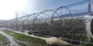 Maltempo in Calabria: Coldiretti segnala gravi danni alle aziende agricole