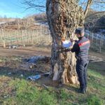 Tagli abusivi nei boschi della Presila, due denunciati dai Carabinieri Forestali