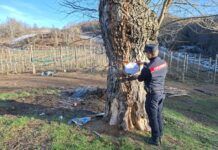 Tagli abusivi nei boschi della Presila, due denunciati dai Carabinieri Forestali