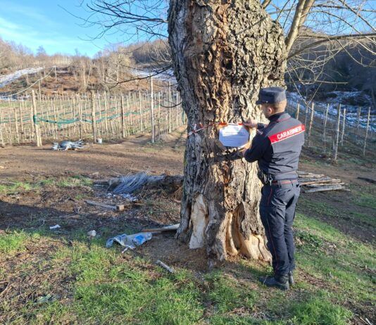 Tagli abusivi nei boschi della Presila, due denunciati dai Carabinieri Forestali