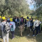 Oleoturismo in Calabria: tra produzione e potenziale turistico una realtà con il profumo di olio, persone e futuro