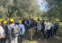 Oleoturismo in Calabria: tra produzione e potenziale turistico una realtà con il profumo di olio, persone e futuro