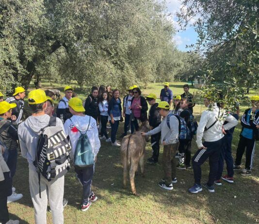 Oleoturismo in Calabria: tra produzione e potenziale turistico una realtà con il profumo di olio, persone e futuro