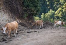Contrasto al pascolo abusivo nel Parco Nazionale dell’Aspromonte: controlli, sicurezza stradale e tutela ambientale