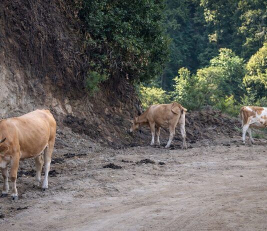 Contrasto al pascolo abusivo nel Parco Nazionale dell’Aspromonte: controlli, sicurezza stradale e tutela ambientale