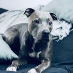 Uomo muore in casa, i suoi pitbull si nutrono del corpo