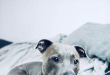 Uomo muore in casa, i suoi pitbull si nutrono del corpo