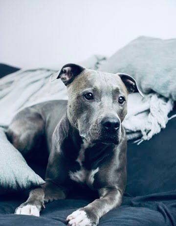 Uomo muore in casa, i suoi pitbull si nutrono del corpo