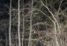 Uccide la mamma e seppellisce il corpo nel bosco