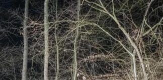 Uccide la mamma e seppellisce il corpo nel bosco