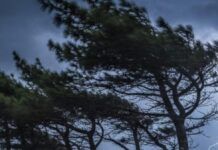 Vento record nella notte: raffiche fino a 122 km/h, danni e alberi abbattuti