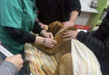 Cani avvelenati a Rosarno: uno morto, l’altro salvato dai cittadini in contrada Serricella