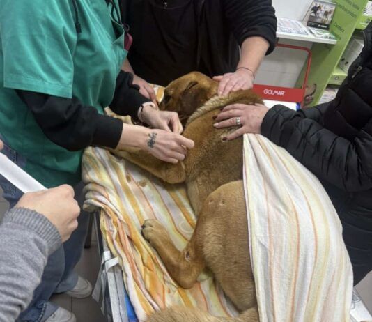 Cani avvelenati a Rosarno: uno morto, l’altro salvato dai cittadini in contrada Serricella