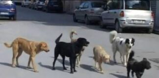 Reggio Calabria, ECTA Calabria diffida l’ASP: “Ripristinare subito il servizio di accalappiamento cani”