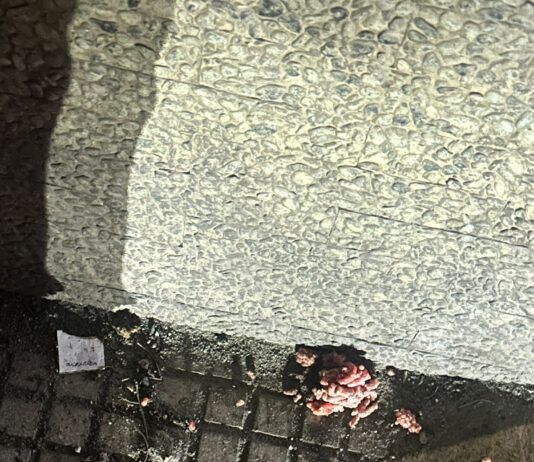 Rosarno, bocconi avvelenati in via Elena: lettori segnalano pericolo per cani e animali domestici