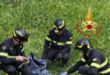 Limbadi, cane investito finisce in un fosso: salvato dai Vigili del Fuoco