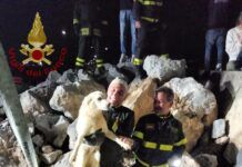Intrappolato tra i massi per giorni: cane salvato in extremis al porto