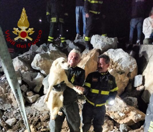 Intrappolato tra i massi per giorni: cane salvato in extremis al porto