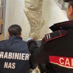 Controlli dei Nas nel weekend: sequestrata una tonnellata di cibo e scoperti lavoratori in nero