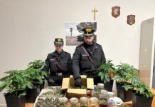 Serre di marijuana in casa: arrestato 55enne per coltivazione e detenzione ai fini di spaccio