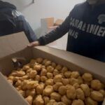 Sequestrati 419 kg di alimenti non tracciati in un panificio: controlli su sicurezza alimentare e lavoro
