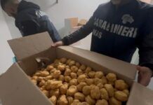 Sequestrati 419 kg di alimenti non tracciati in un panificio: controlli su sicurezza alimentare e lavoro