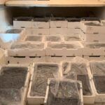 Novellame di sarda sequestrato: 250 chili di prodotto illegale