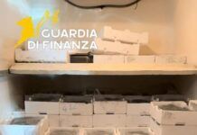 Novellame di sarda sequestrato: 250 chili di prodotto illegale