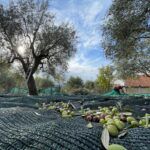 Coldiretti Calabria: olivicoltura sotto attacco