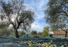 Coldiretti Calabria: olivicoltura sotto attacco