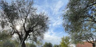 Coldiretti Calabria: olivicoltura sotto attacco