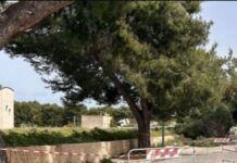 Forte vento fa crollare un albero in strada: morta una ragazzina di 12 anni