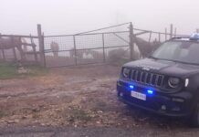 Allevamenti irregolari: sequestrati 17 cavalli senza tracciabilità