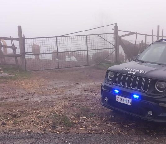 Allevamenti irregolari: sequestrati 17 cavalli senza tracciabilità