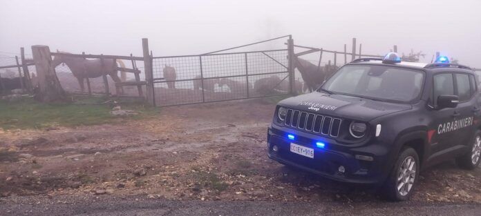 carab cavalli non tracciati