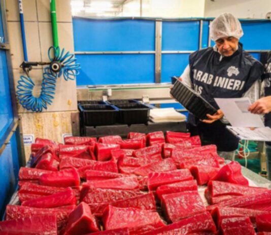 Prodotti ittici senza tracciabilità: sequestrati 15 chili dal NAS durante un controllo