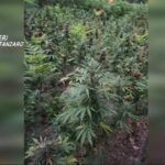 Coltivazione illecita di canapa indiana: quattro arresti e sequestri per oltre 220mila euro