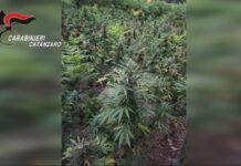 Coltivazione illecita di canapa indiana: quattro arresti e sequestri per oltre 220mila euro