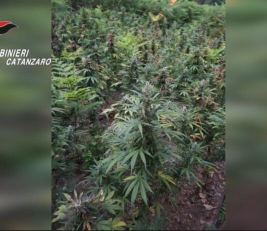 Coltivazione illecita di canapa indiana: quattro arresti e sequestri per oltre 220mila euro