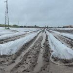 Crisi maltempo in Calabria: Coldiretti segnala gravi perdite per l’agricoltura