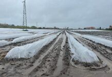 Crisi maltempo in Calabria: Coldiretti segnala gravi perdite per l’agricoltura