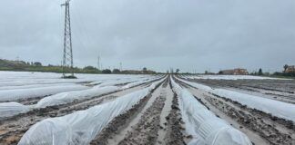 Crisi maltempo in Calabria: Coldiretti segnala gravi perdite per l’agricoltura